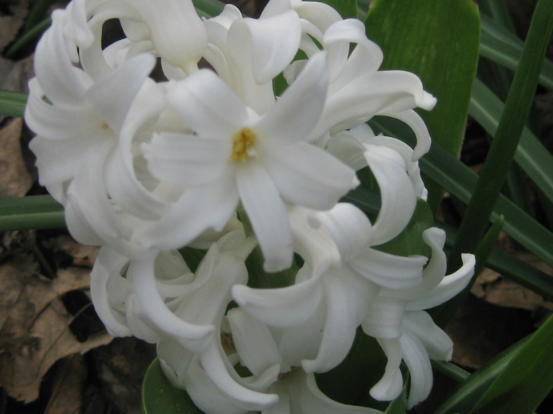 A close-up of white hyacinths delicately arranged in a vintage vase, showcasing intricate details.