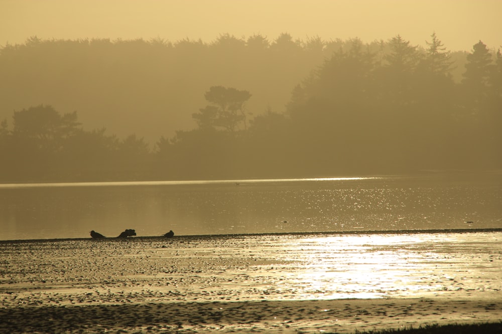 body of water during daytime