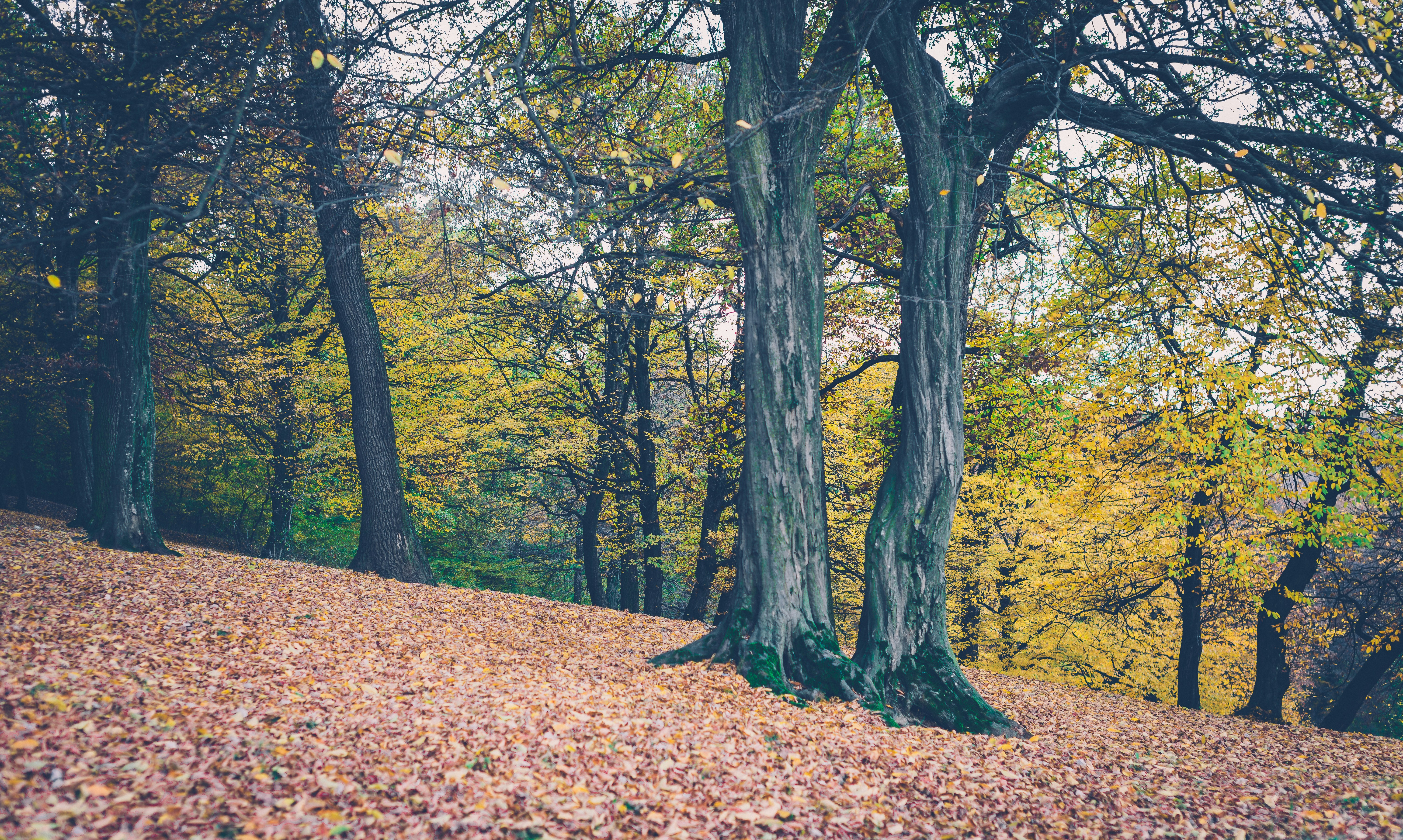 Free Unsplash photo from Buzac Marius