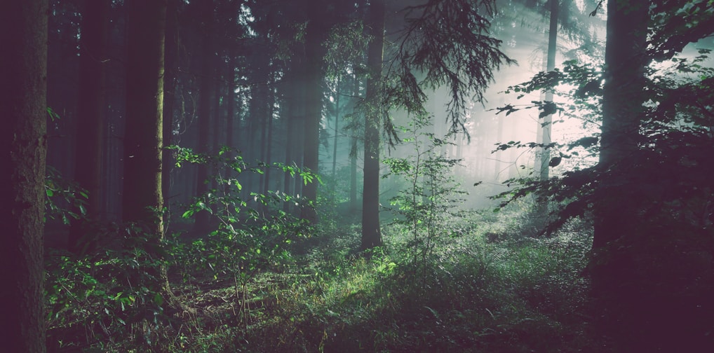 trees on forest with sun rays