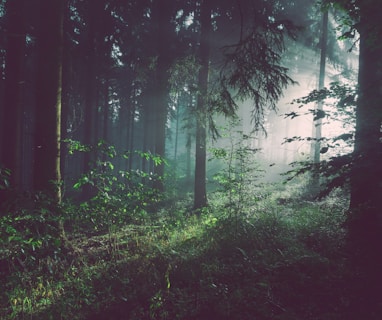 trees on forest with sun rays