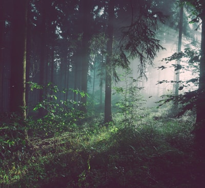 trees on forest with sun rays