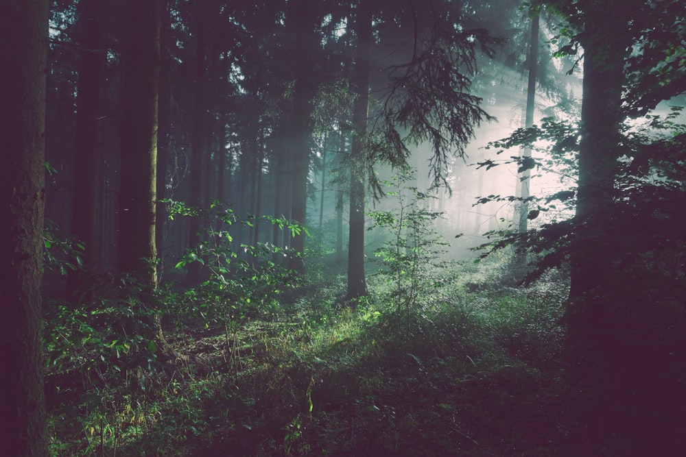 trees on forest with sun rays