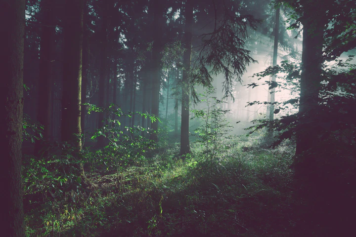 Sunlit footpath winding through a tall conifer forest
