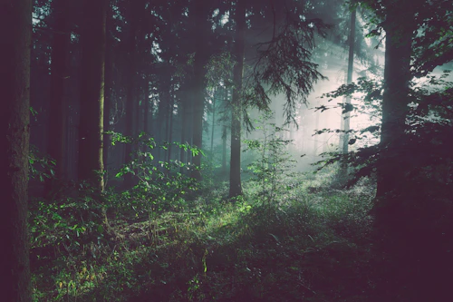 Misty enchanted forest on a fantasy novel cover