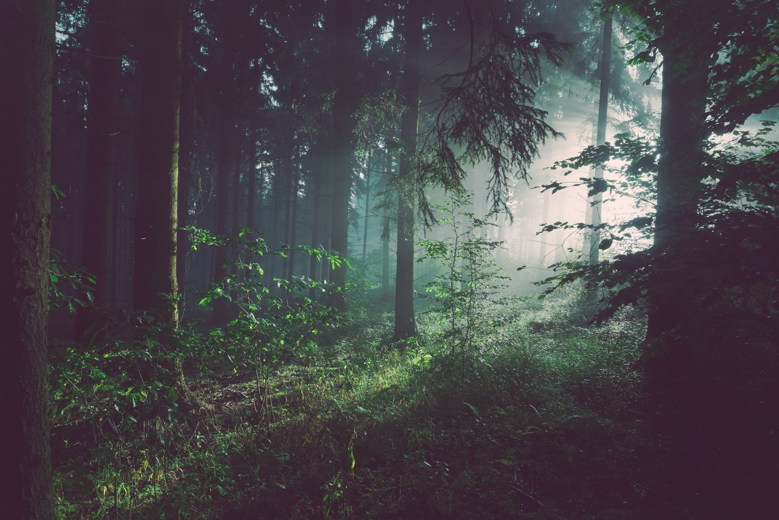 Lush green forest — Integrated WellNest