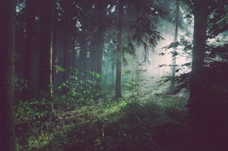 trees on forest with sun rays