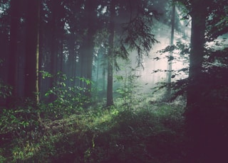 trees on forest with sun rays