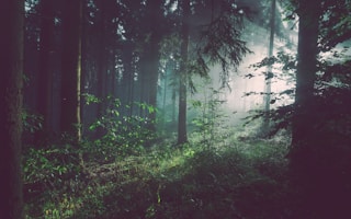 NW Timber Stand