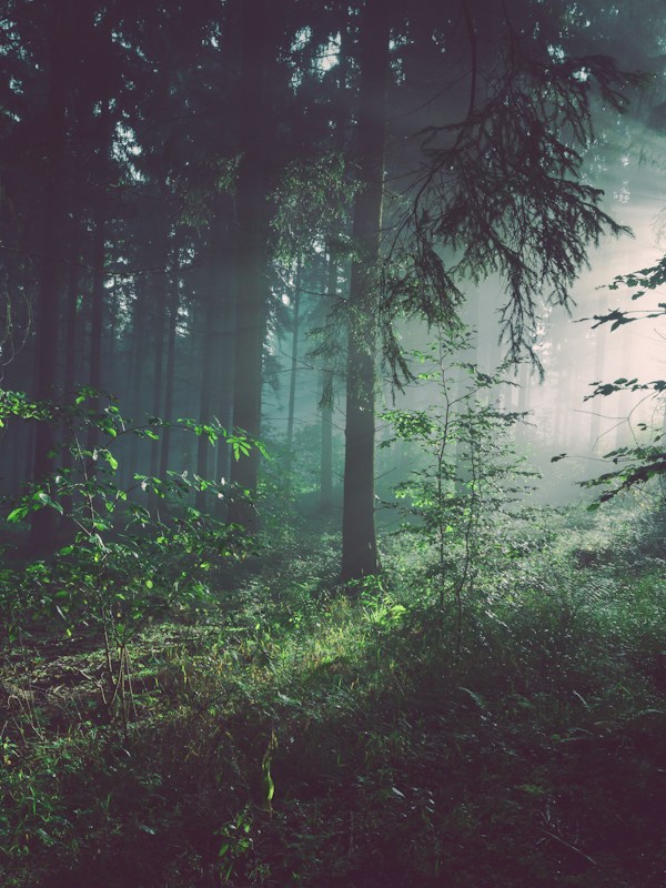 The Whispering Woods Saga