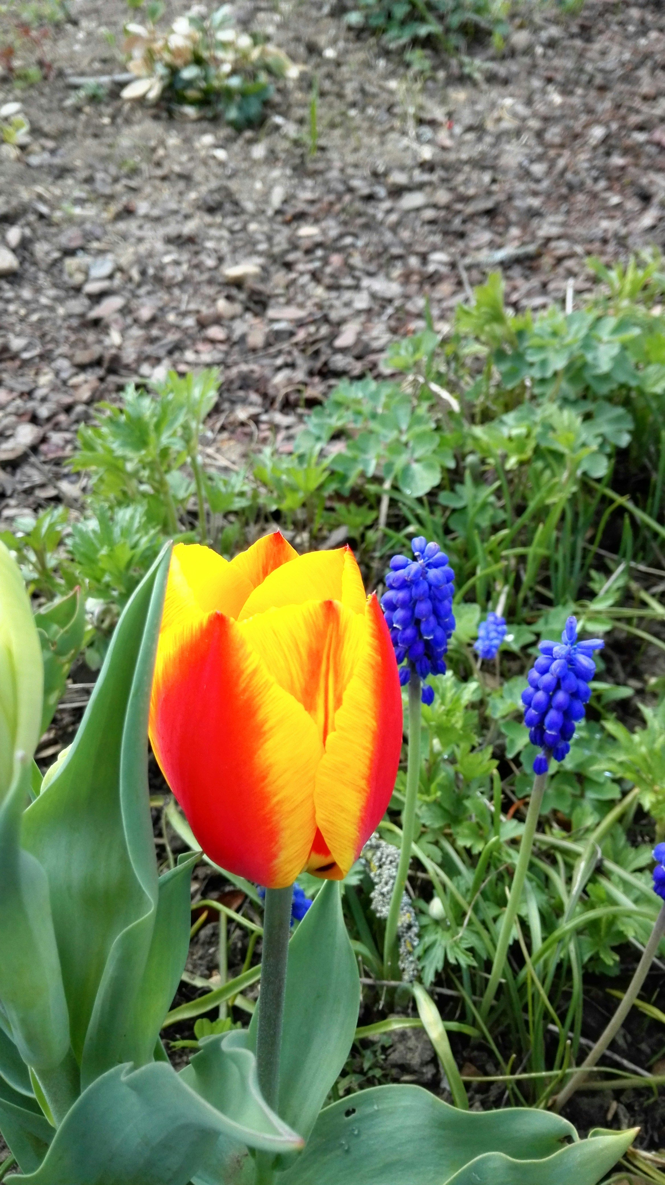 Free Unsplash photo from Julius Rinke