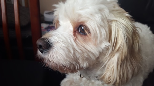 Photo 1448388242254 69bfb83edc9a?q=85&w=500&h=550&fit=crop