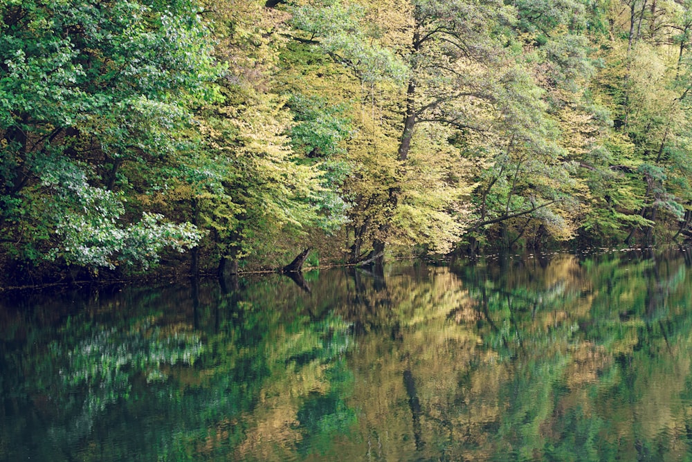 Large evergreen waterfront property.