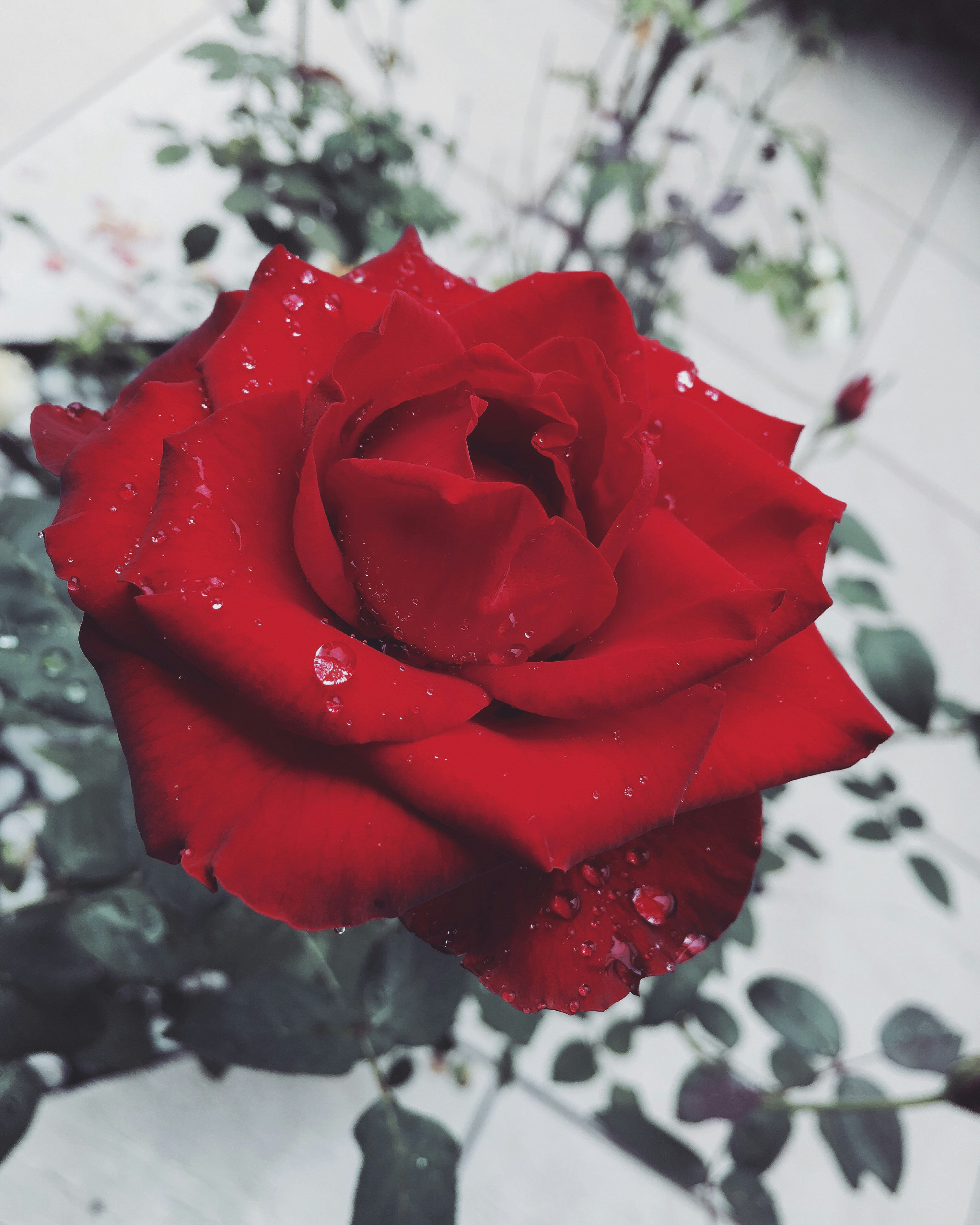 Free Unsplash photo from Nathan Dias