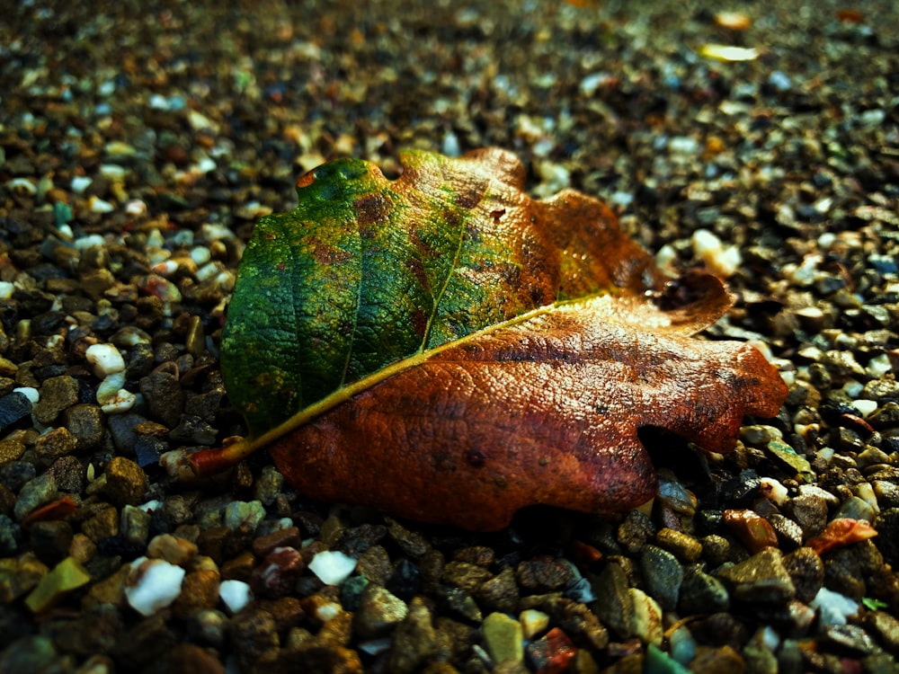 closeup photo of brown leaf
