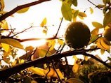 Close-up of fresh lemons on the tree, glowing in natural sunlight.