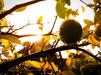 Close-up of fresh lemons hanging on a sunlit citrus tree branch.