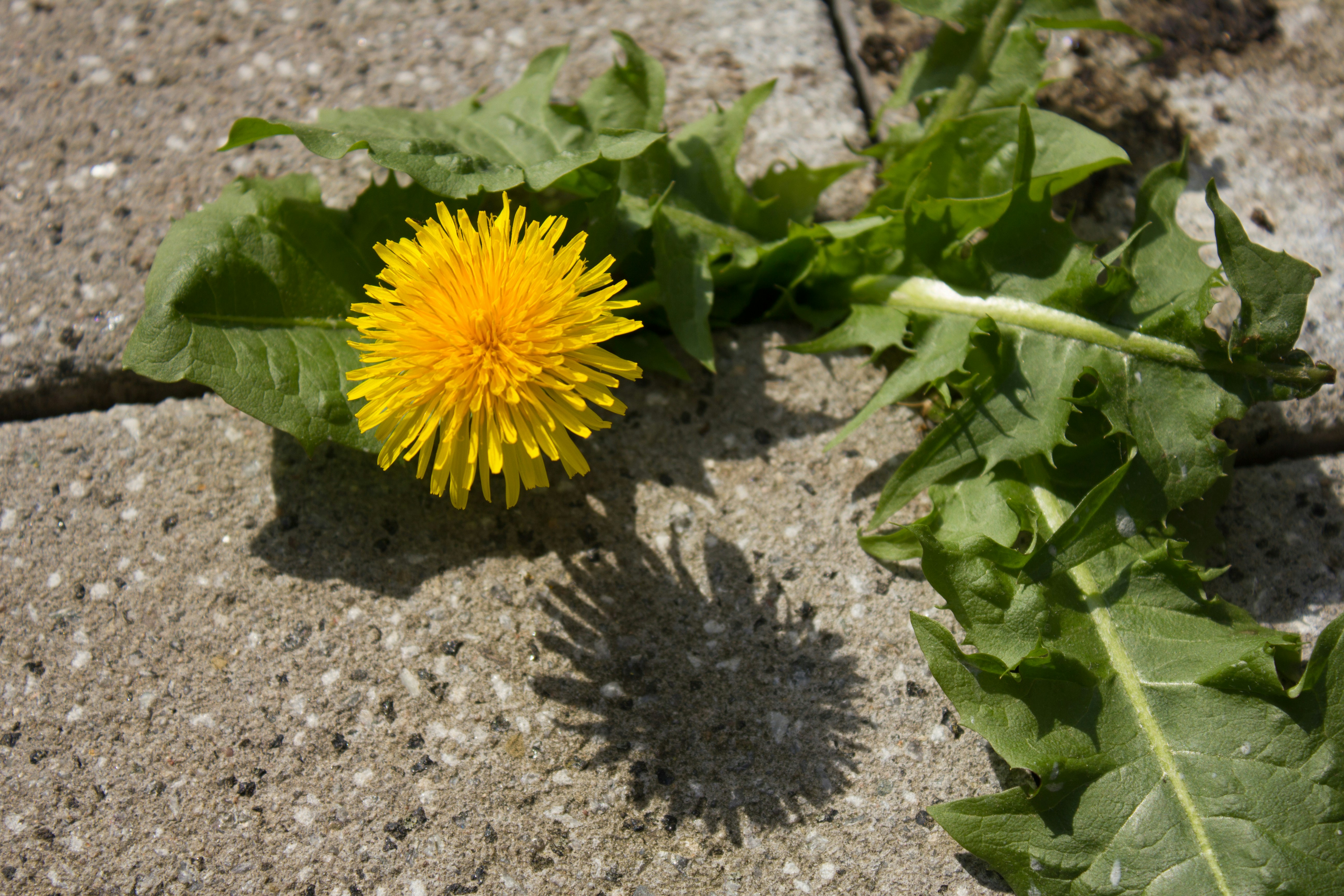 Free Unsplash photo from Corbin Stack