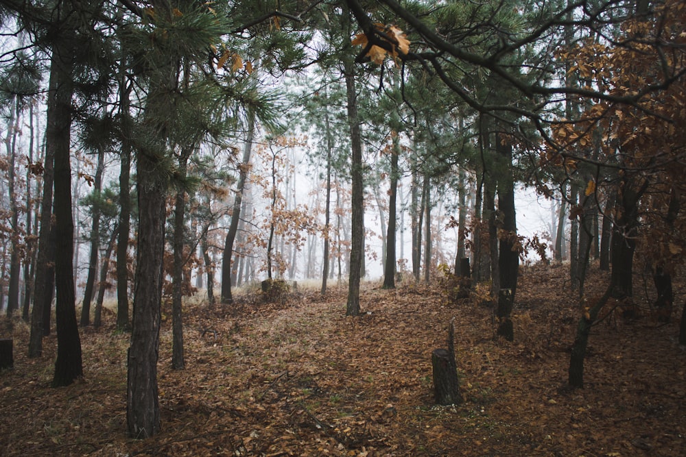 green trees during daytime