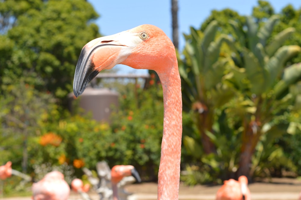 focus photography of flamingos walking near green leafed plants during daytime