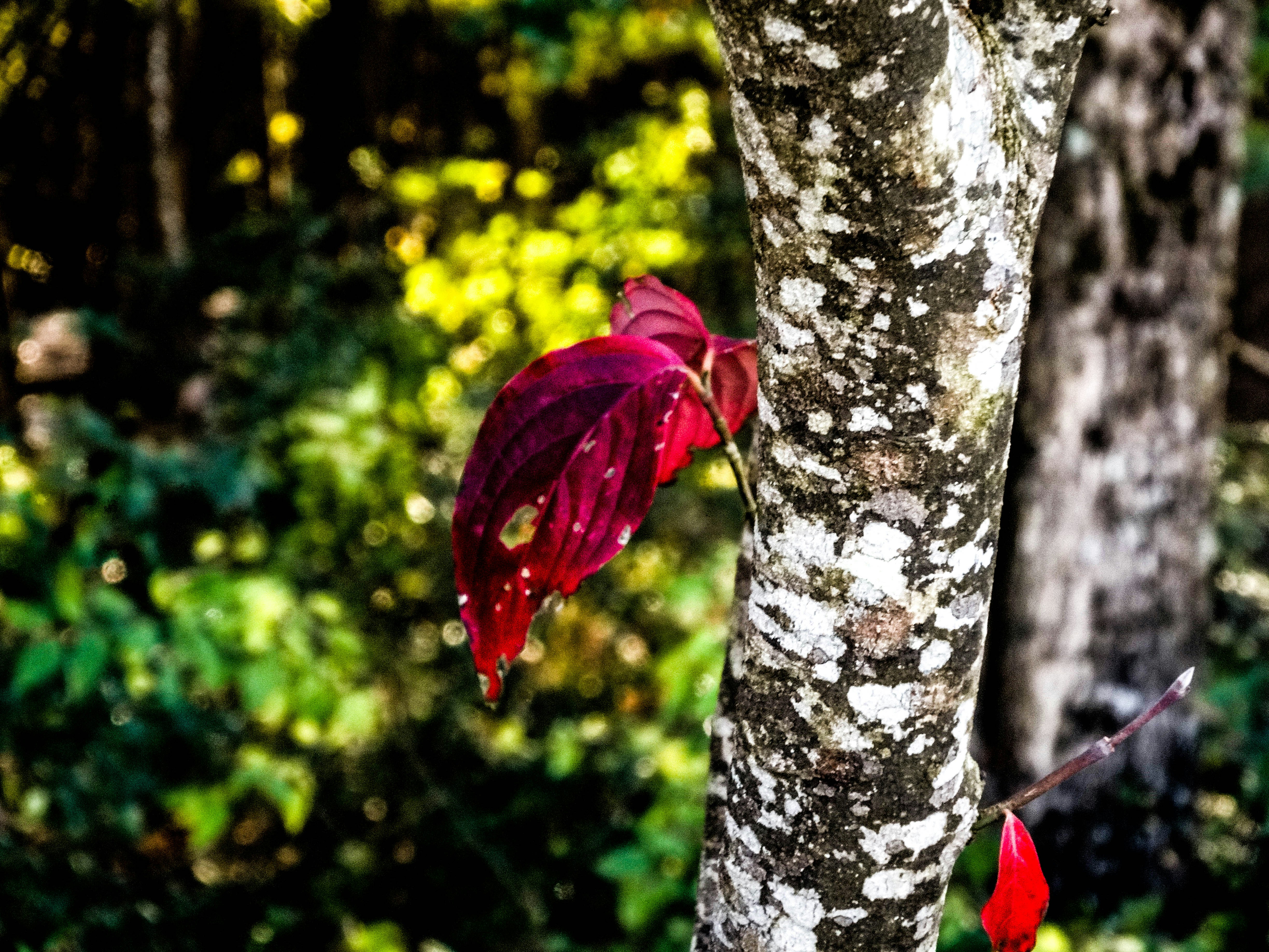 Free Unsplash photo from Austin Freeman