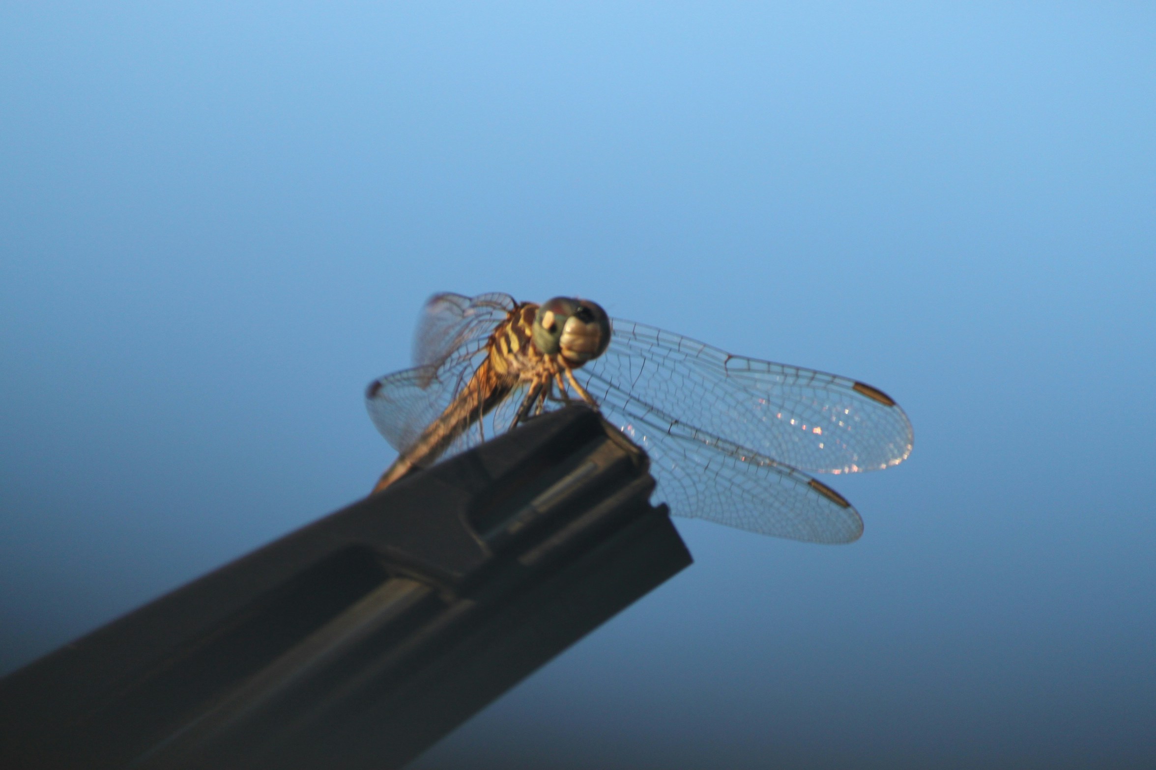 Free Unsplash photo from Jonathan Lambert