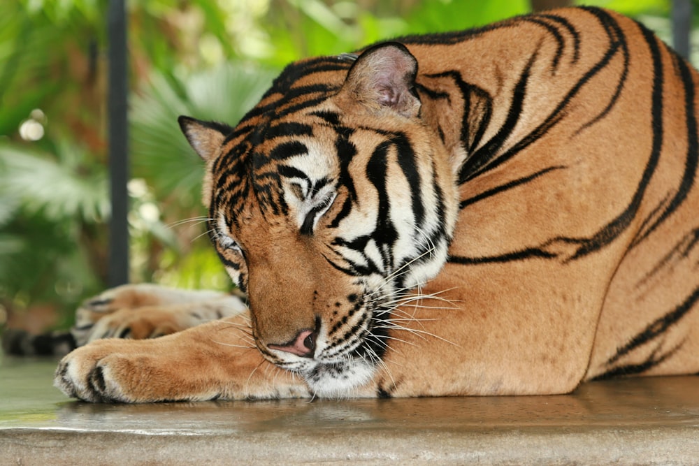 tigre dormant sur une surface en béton gris