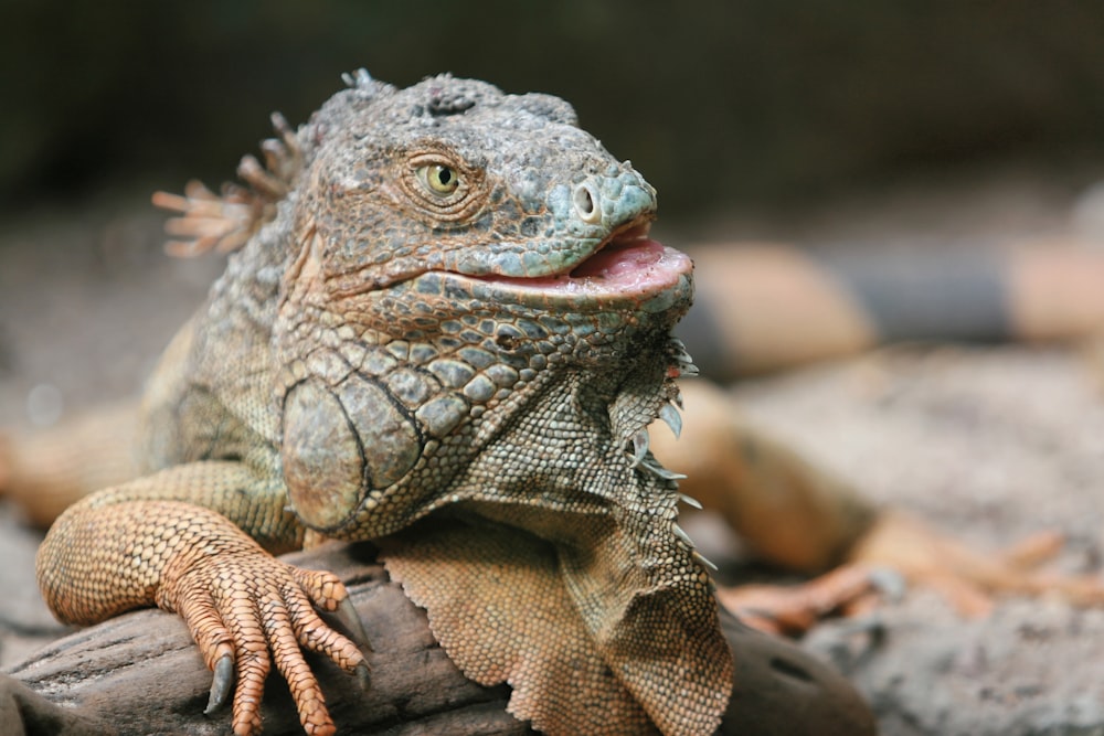 Photographie en gros plan de dragon barbu brun