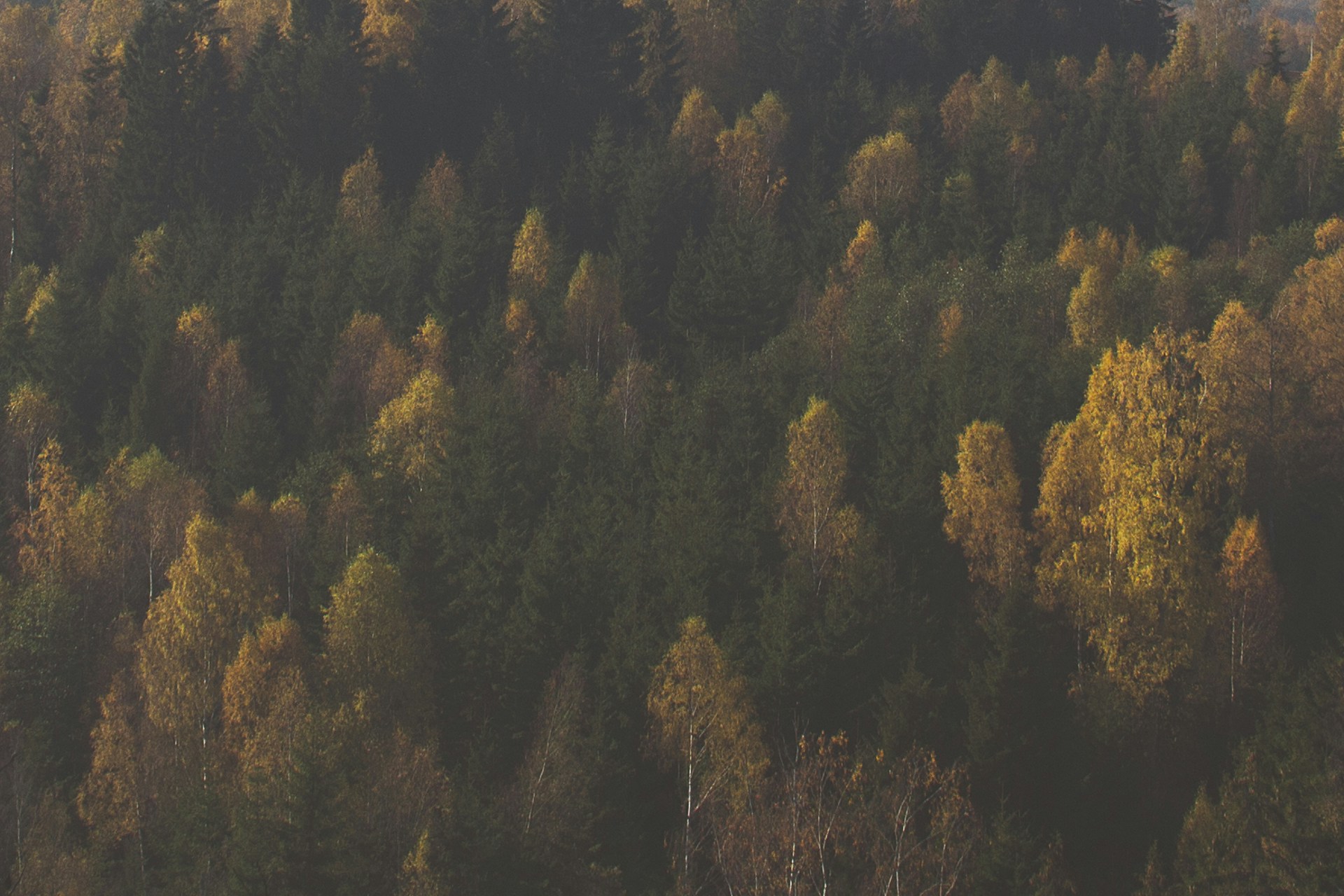 Free Unsplash photo from Elias Carlsson