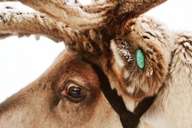 Close-up of a plush reindeer with expressive eyes and soft antlers.
