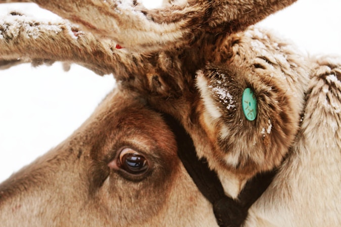 Building a Specialized Website for Deer Enthusiasts