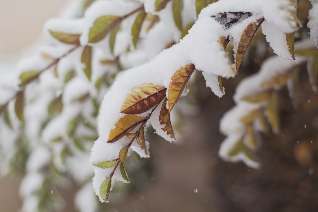 Snow covered leaves on a branch