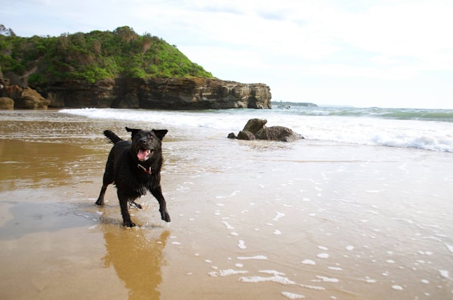 A black dog is joyfully running on a sandy beach with waves gently crashing onto the shore. In the background, lush green hills rise above rocky cliffs by the sea.