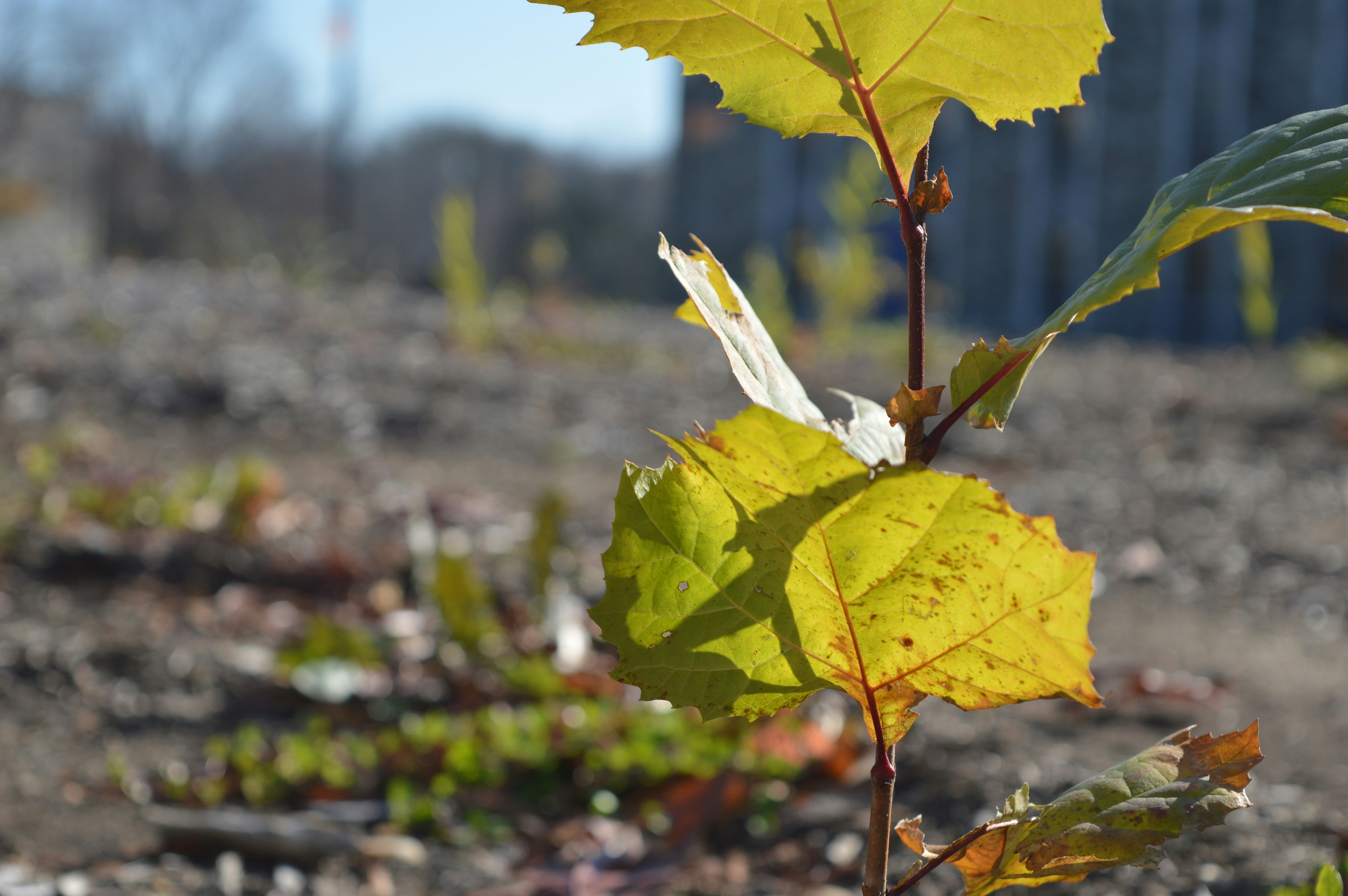 Free Unsplash photo from Josh C