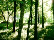 Sunlight filtering through tall trees in a peaceful forest creating dappled shadows.