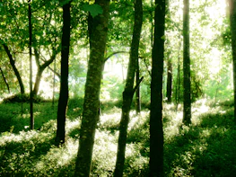 Sunlight filtering through tall trees in a peaceful forest creating dappled shadows.