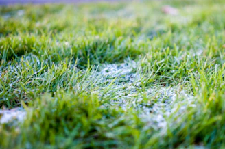 closeup photo of green grass field