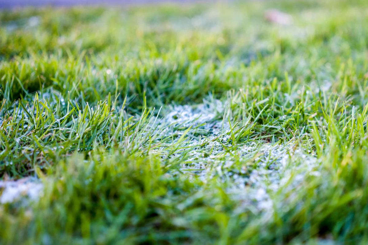 Premium turf, up close