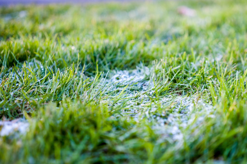 photo en gros plan d’un champ d’herbe verte