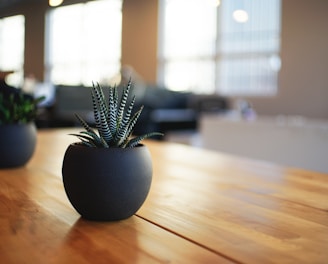 selective focus photography of snake plant in vase