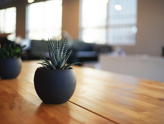 selective focus photography of snake plant in vase