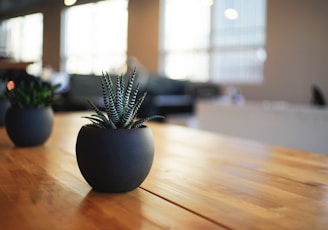 selective focus photography of snake plant in vase