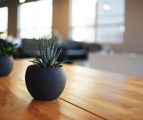 selective focus photography of snake plant in vase