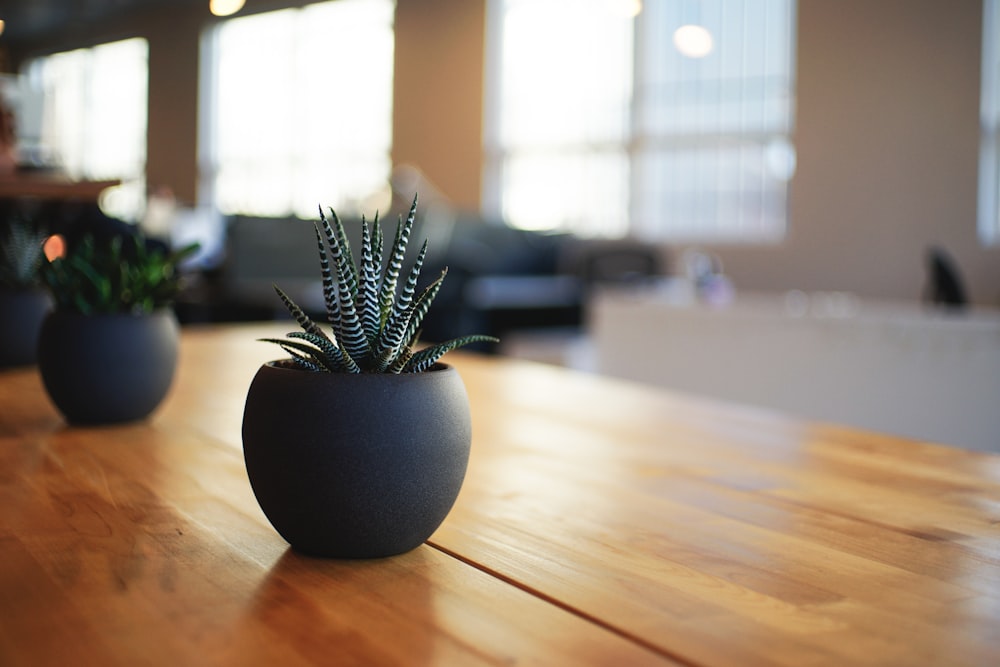 selective focus photography of snake plant in vase