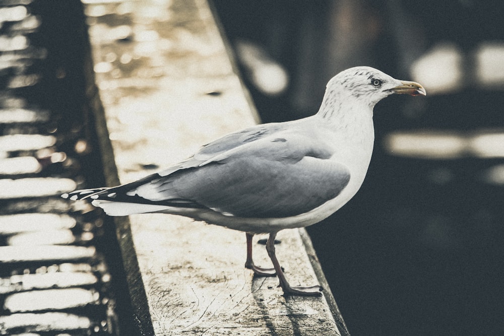 white and gray bird on pavement