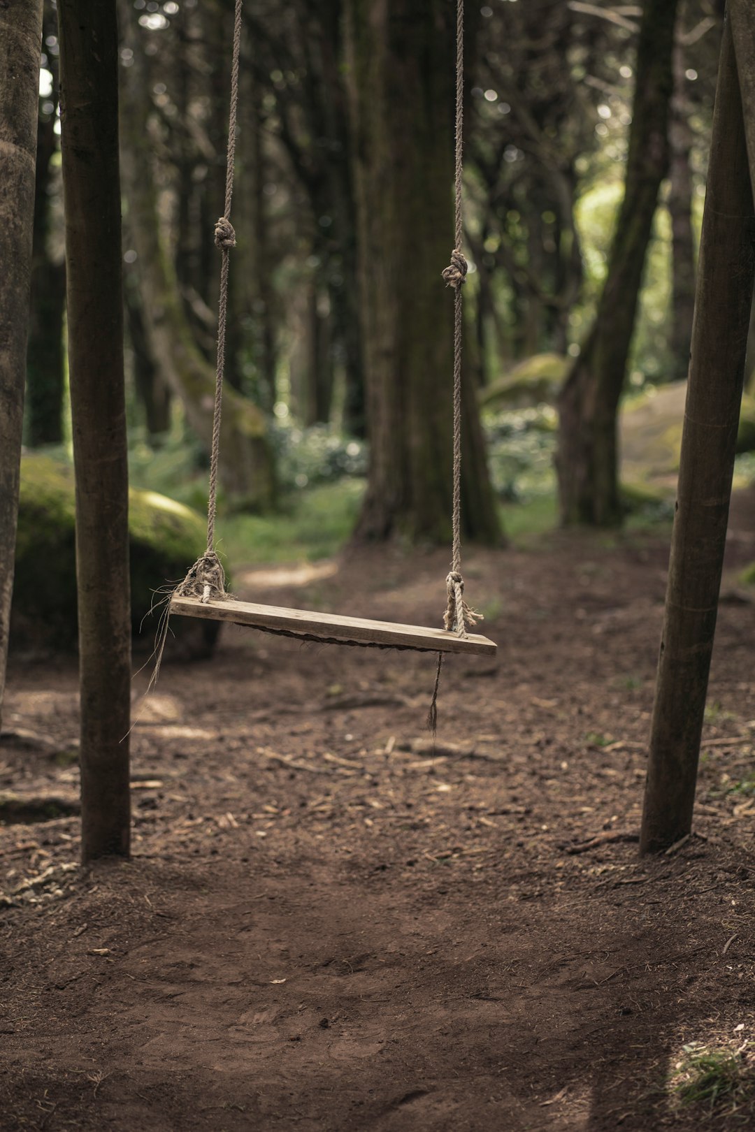 brown wooden swing surrounded with trees