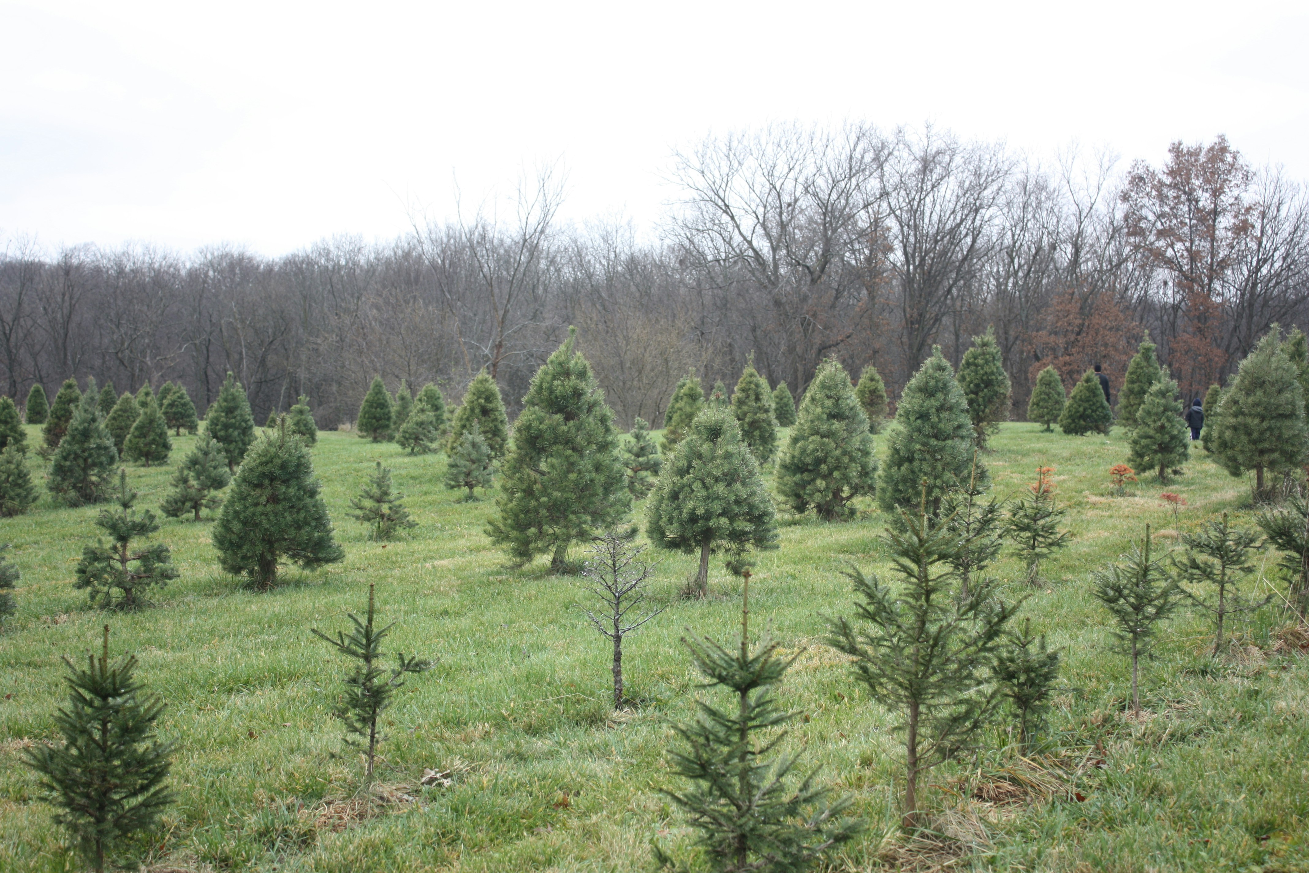 Free Unsplash photo from Tyler Self