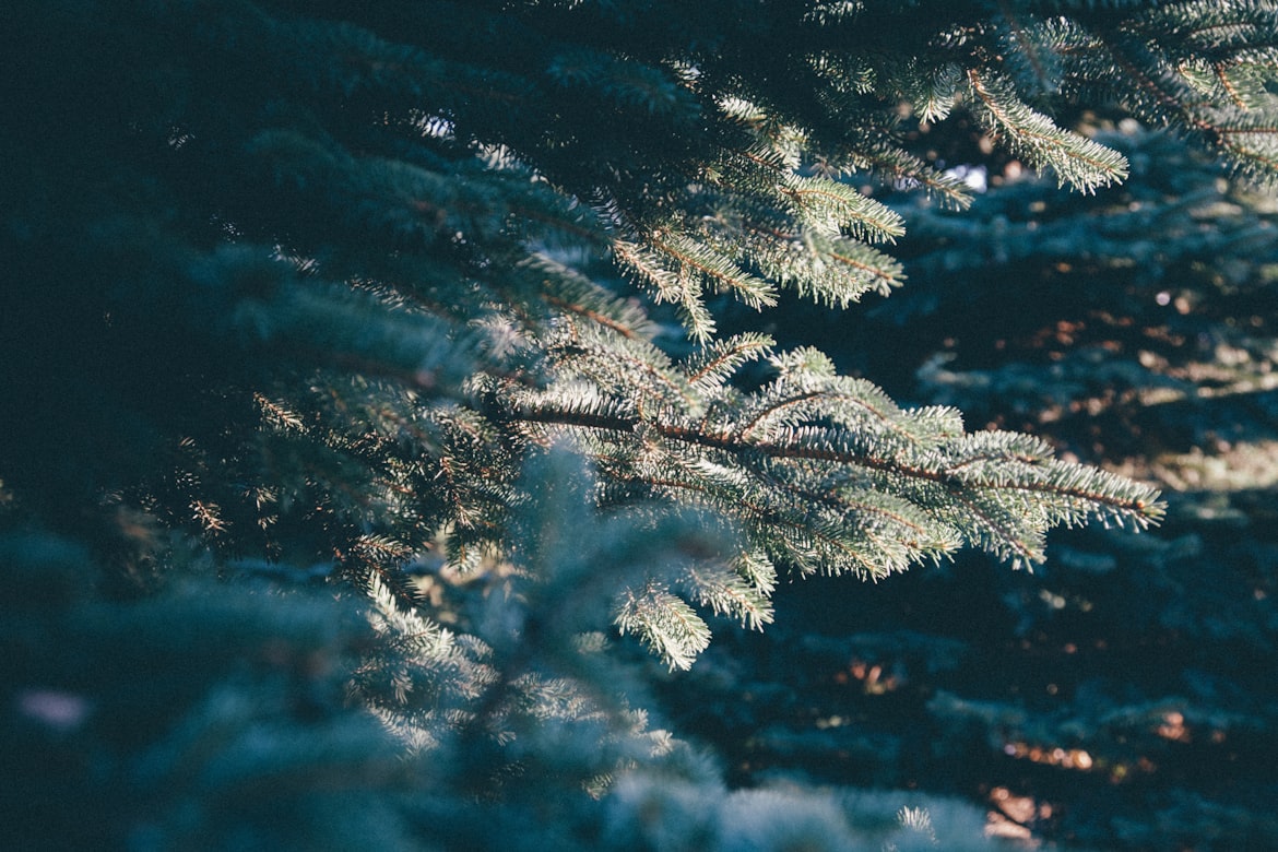 christmas tree branches