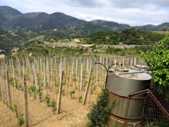 A vineyard stretches across a gentle hillside, with rows of young grapevines supported by stakes. Metal storage tanks are situated in the foreground, partially obscured by green foliage. The background features a vast, lush landscape of rolling hills and distant mountains under a cloudy sky.