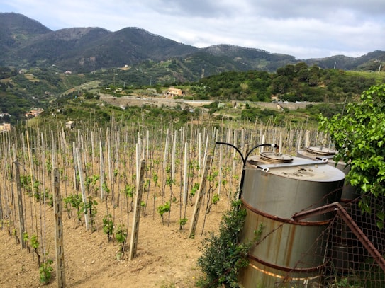 A vineyard stretches across a gentle hillside, with rows of young grapevines supported by stakes. Metal storage tanks are situated in the foreground, partially obscured by green foliage. The background features a vast, lush landscape of rolling hills and distant mountains under a cloudy sky.